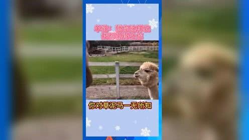 娱乐吃瓜群众歌曲视频大全,吃瓜群众必看歌曲视频大全